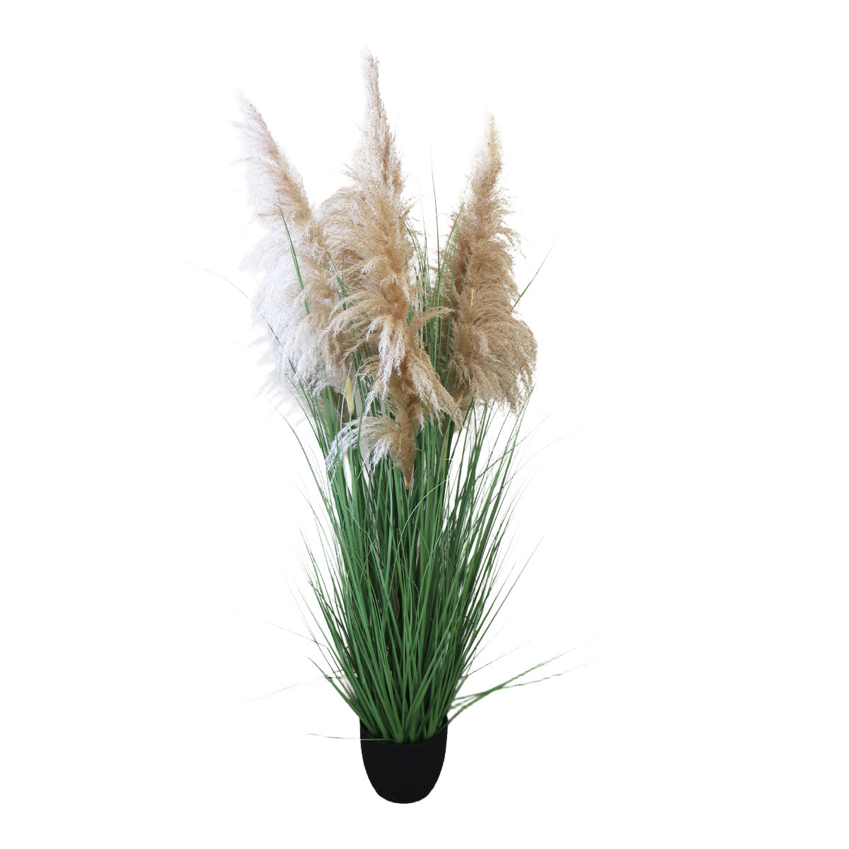 Grass Dried Cola de Zorro con Macetero 170 cm de Altura