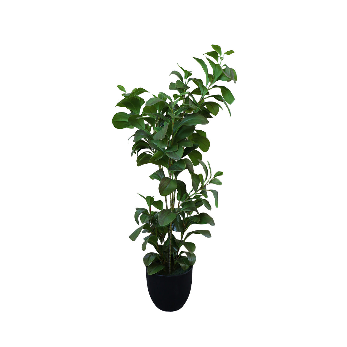 Árbol Watercress Hoja de Berro con Macetero 91 cm de Altura