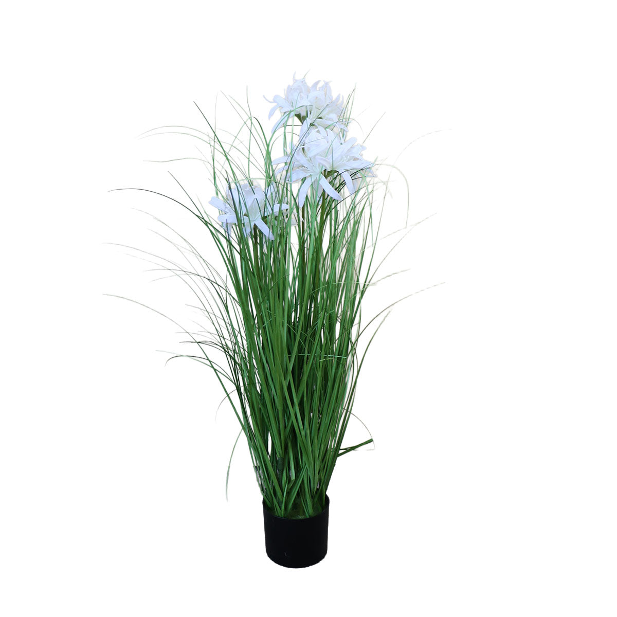 Grass Lily Flor de Lirio con Macetero 70 cm de Altura