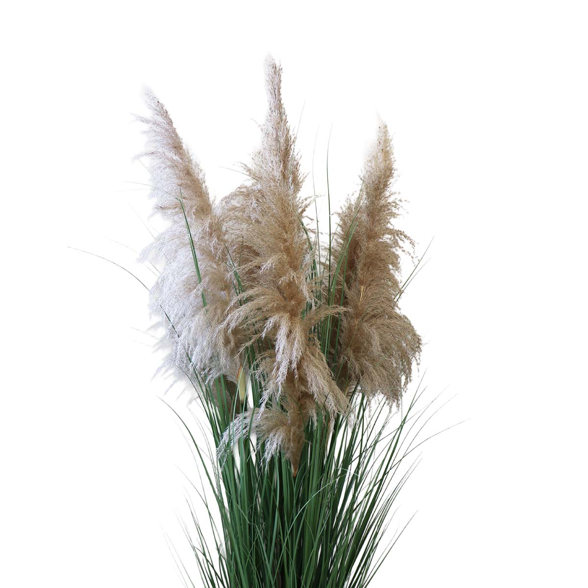 Grass Dried Cola de Zorro con Macetero 170 cm de Altura