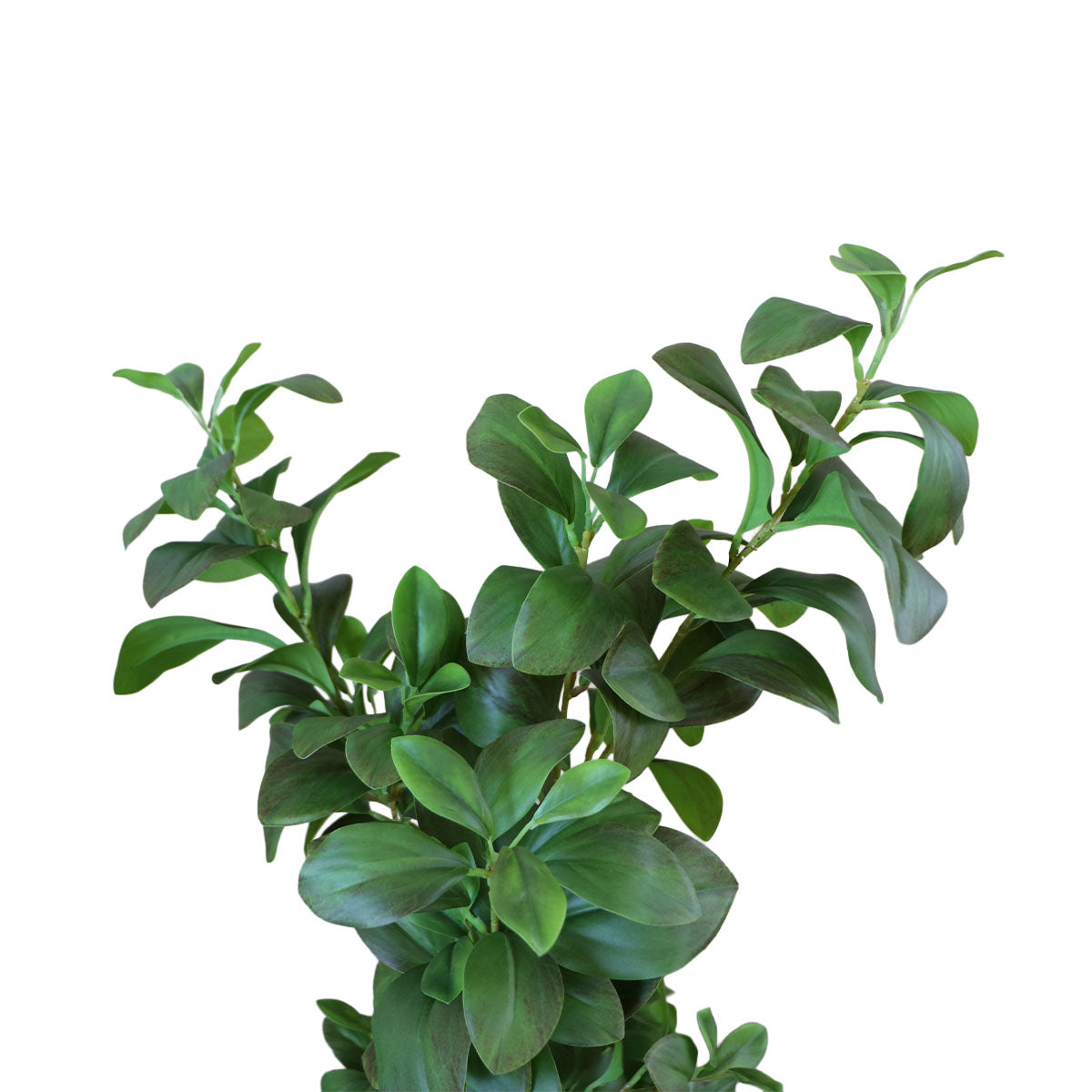 Árbol Watercress Hoja de Berro con Macetero 91 cm de Altura