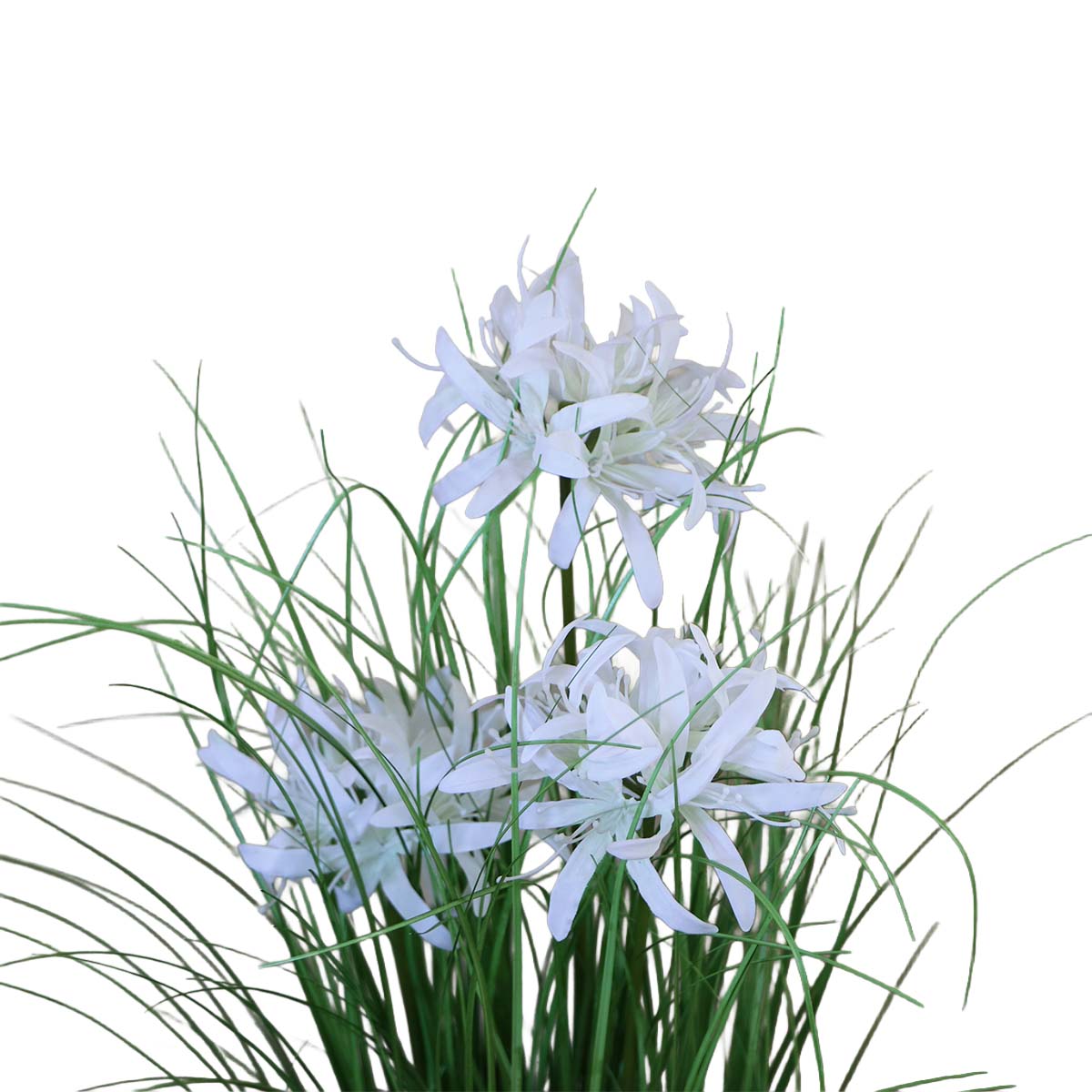 Grass Lily Flor de Lirio con Macetero 70 cm de Altura