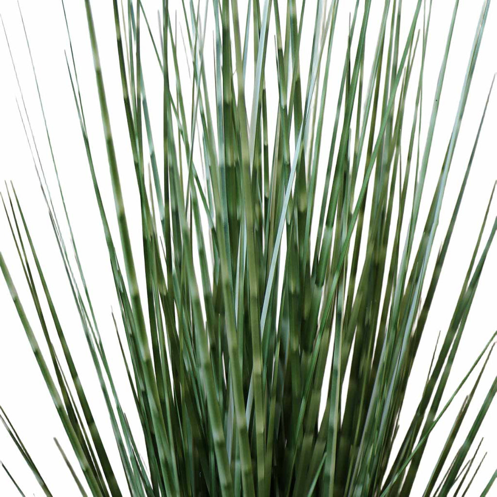 Grass Zebra con Macetero 91 cm de Altura