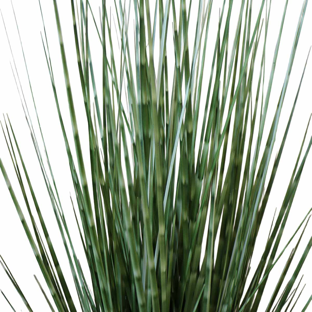 Grass Zebra con Macetero 91 cm de Altura