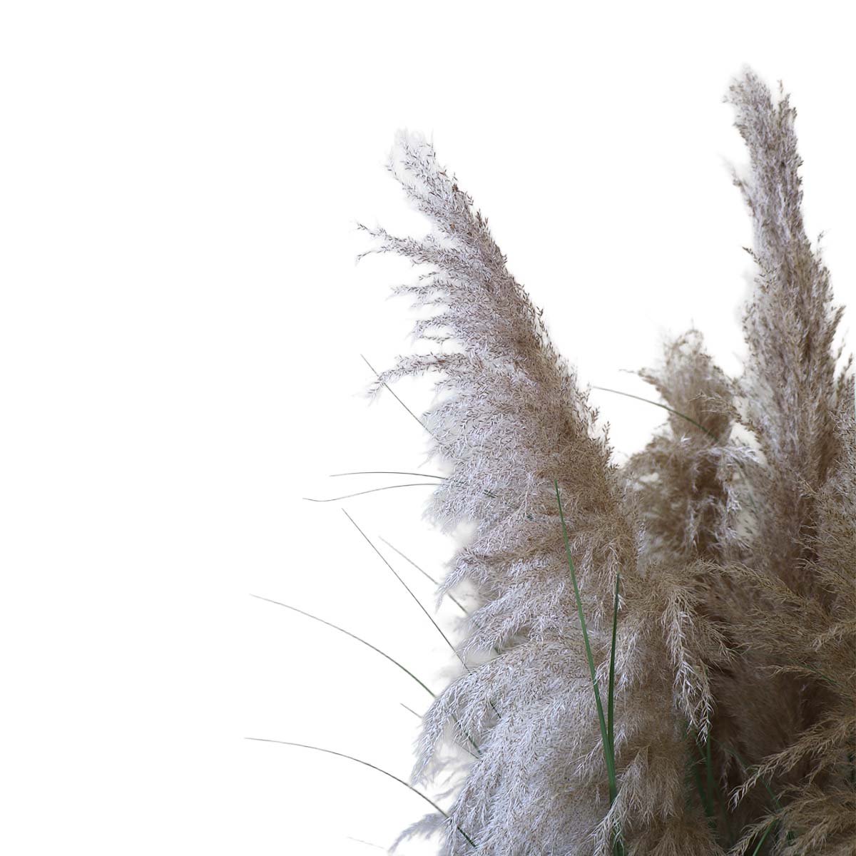 Grass Dried Cola de Zorro con Macetero 170 cm de Altura