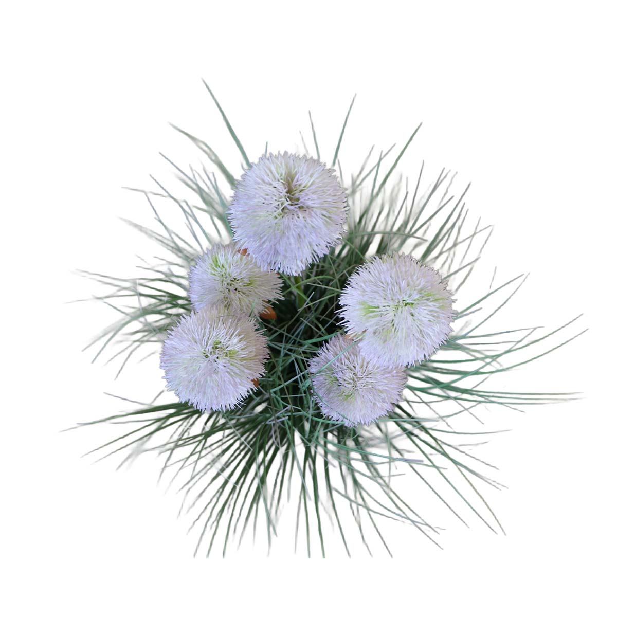 Grass Sunflower Flor del Sol con Macetero 56 cm de Altura