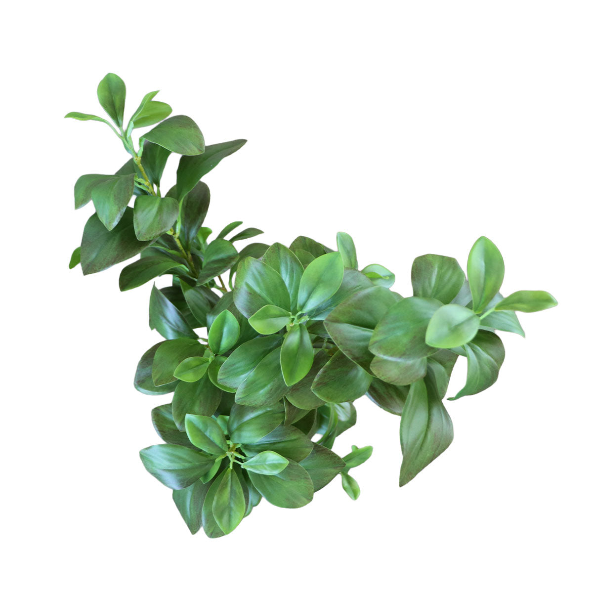 Árbol Watercress Hoja de Berro con Macetero 91 cm de Altura