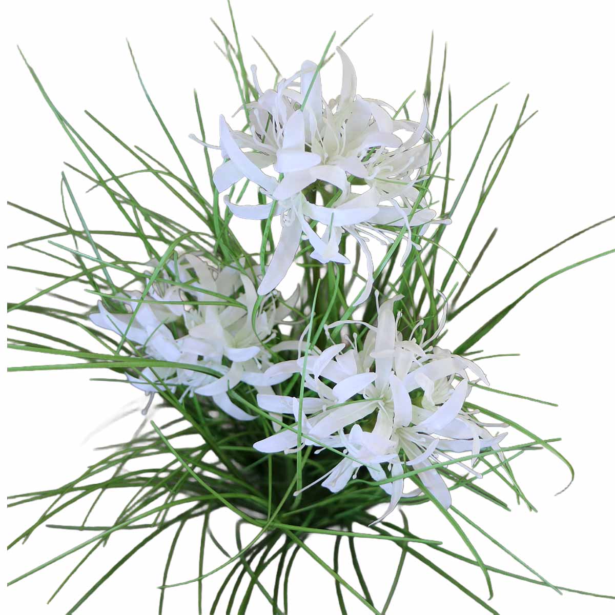 Grass Lily Flor de Lirio con Macetero 70 cm de Altura