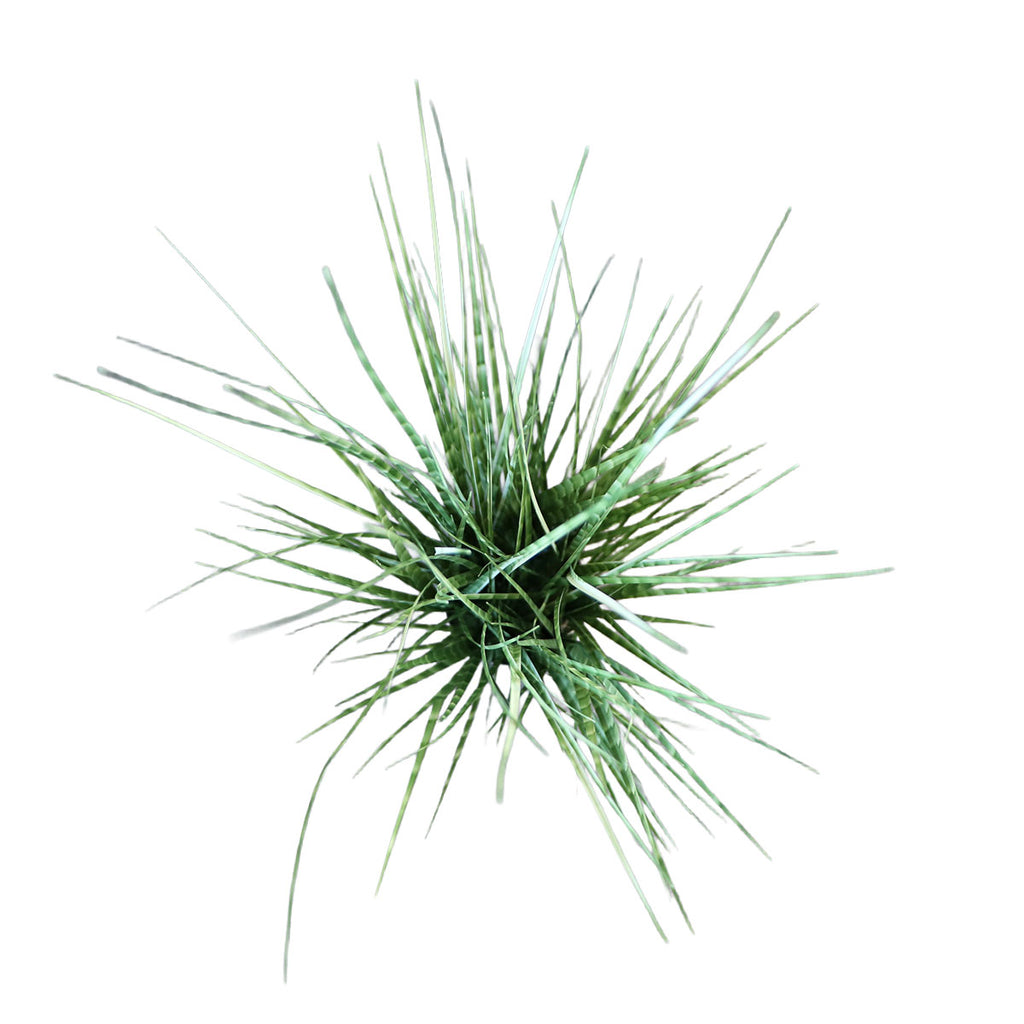 Grass Zebra con Macetero 91 cm de Altura
